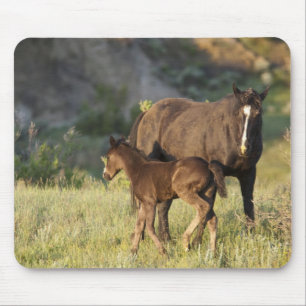 Wilde Pferde im Nationalpark Theodore Roosevelt Mousepad