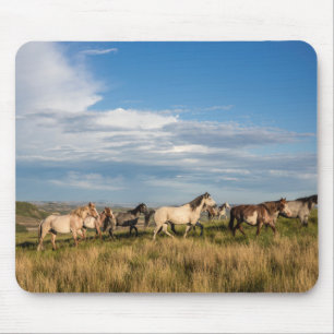 Wilde Pferde im Nationalpark Theodore Roosevelt Mousepad