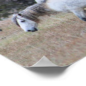 Wilde Pferde im Nationalpark Theodore Roosevelt Poster (Ecke)