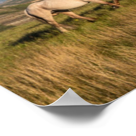 Wilde Pferde im Nationalpark Theodore Roosevelt Poster (Ecke)