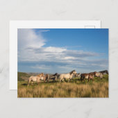 Wilde Pferde im Nationalpark Theodore Roosevelt Postkarte (Vorne/Hinten)