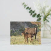 Wilde Pferde im Nationalpark Theodore Roosevelt Postkarte (Stehend Vorderseite)