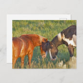 Wilde Pferde im Nationalpark Theodore Roosevelt Postkarte (Vorne/Hinten)