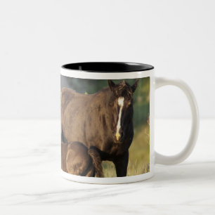 Wilde Pferde im Nationalpark Theodore Roosevelt Zweifarbige Tasse