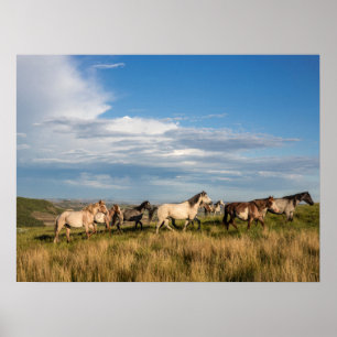 Wilde Pferde im Theodore-Roosevelt-Nationalpark Poster
