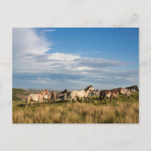 Wilde Pferde im Theodore-Roosevelt-Nationalpark Postkarte