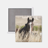 Wilde Pferde in South Dakota Magnet (Vorderseite/Rückseite)