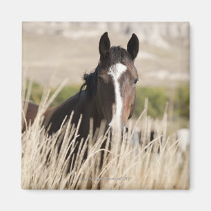 Wilde Pferde in South Dakota Magnet