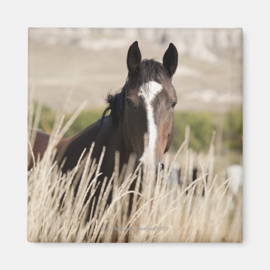 Wilde Pferde in South Dakota Magnet (Vorne)