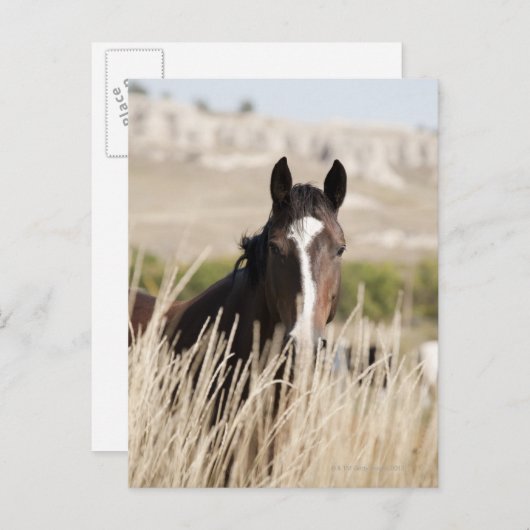 Wilde Pferde in South Dakota Postkarte (Vorne/Hinten)