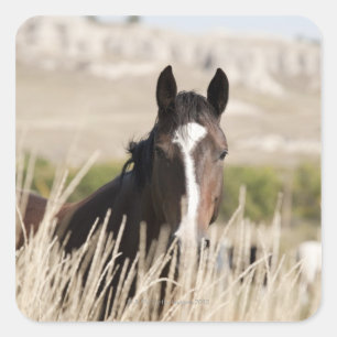 Wilde Pferde in South Dakota Quadratischer Aufkleber