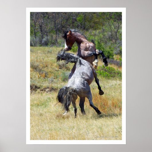 Wilde Pferde kämpfen Theodore Roosevelt NP Poster (Vorne)