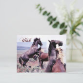 Wilde Pferde kämpfen, Utah Postkarte (Stehend Vorderseite)