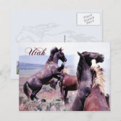 Wilde Pferde kämpfen, Utah Postkarte (Vorne/Hinten)