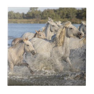 Wilde Pferde laufen durch einen Fluss Fliese