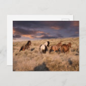 Wilde Pferde laufen Postkarte (Vorne/Hinten)