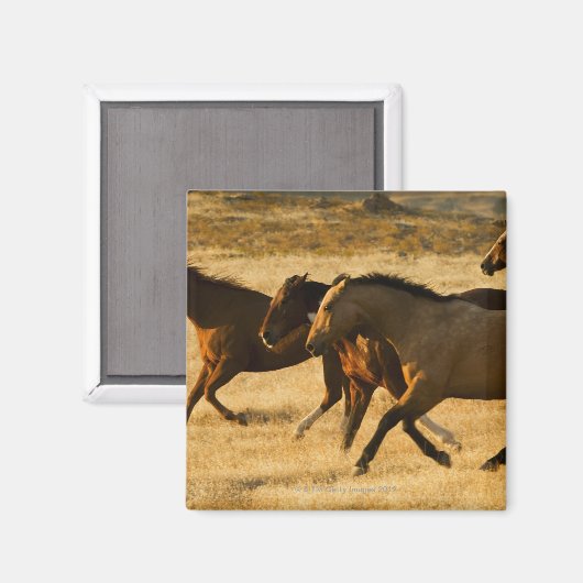 Wilde Pferde Magnet (Vorderseite/Rückseite)