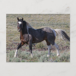 Wilde Pferde nach einem Staubbad Postkarte