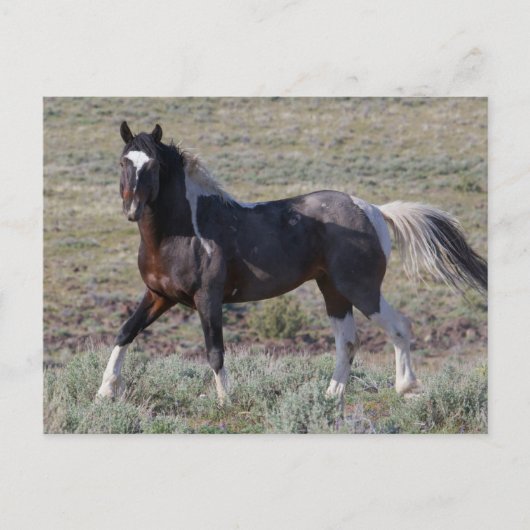 Wilde Pferde nach einem Staubbad Postkarte (Vorderseite)