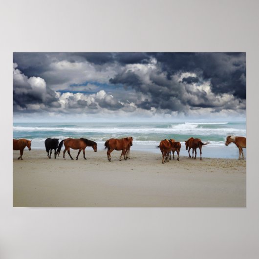 Wilde Pferde Outer Banks Corolla NC Poster (Vorne)