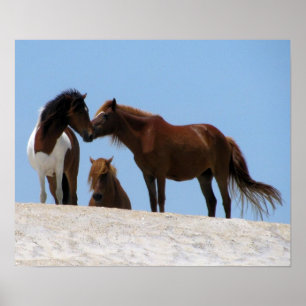 Wilde Pferde Poster