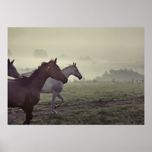 Wilde Pferde Poster (Vorne)
