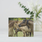 Wilde Pferde Postkarte (Stehend Vorderseite)