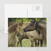 Wilde Pferde Postkarte (Vorne/Hinten)