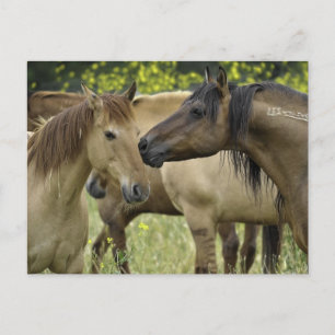 Wilde Pferde Postkarte