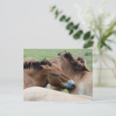 Wilde Pferde Postkarte (Stehend Vorderseite)