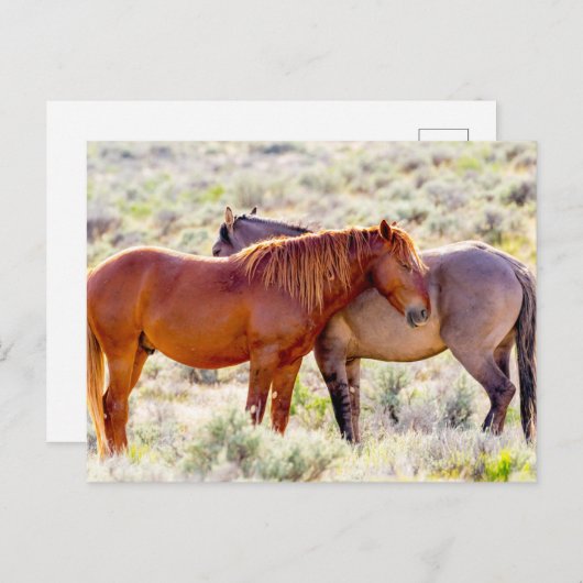 Wilde Pferde Postkarte (Vorne/Hinten)