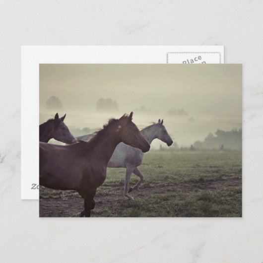 Wilde Pferde Postkarte (Vorne/Hinten)