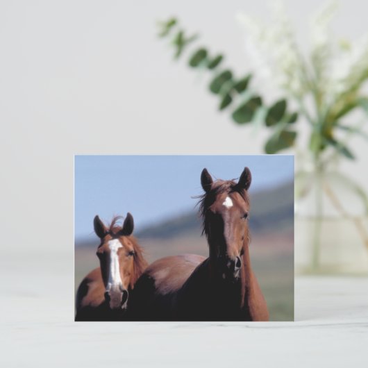 Wilde Pferde Postkarte (Stehend Vorderseite)