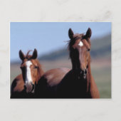 Wilde Pferde Postkarte (Vorderseite)