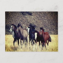 Wilde Pferde Postkarte