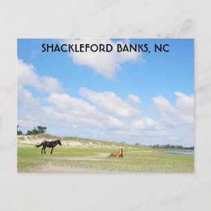 Wilde Pferde Shackleford Banks North Carolina Postkarte