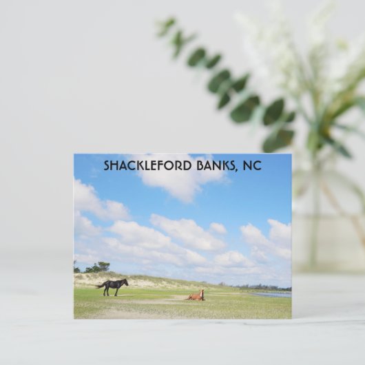 Wilde Pferde Shackleford Banks North Carolina Postkarte (Stehend Vorderseite)
