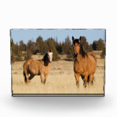 Wilde Pferde, Steengebirge Fotoblock (Vorderseite)