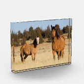 Wilde Pferde, Steengebirge Fotoblock (Links)