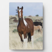 Wilde Pferde, Steengebirge Fotoplatte (Vorderseite)