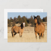 Wilde Pferde, Steengebirge Postkarte (Vorne/Hinten)