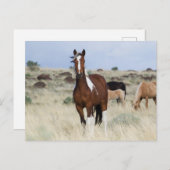 Wilde Pferde, Steengebirge Postkarte (Vorne/Hinten)