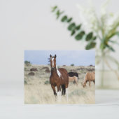 Wilde Pferde, Steengebirge Postkarte (Stehend Vorderseite)