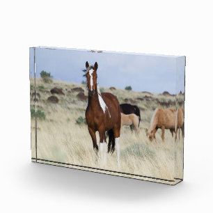 Wilde Pferde, Steens Mountains Fotoblock