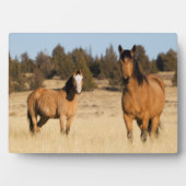 Wilde Pferde, Steens Mountains Fotoplatte (Vorderseite)