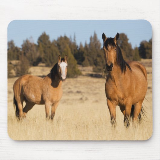 Wilde Pferde, Steens Mountains Mousepad (Vorne)