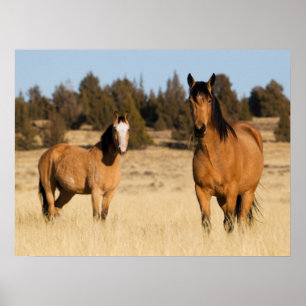 Wilde Pferde, Steens Mountains Poster