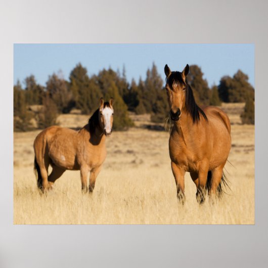 Wilde Pferde, Steens Mountains Poster (Vorne)