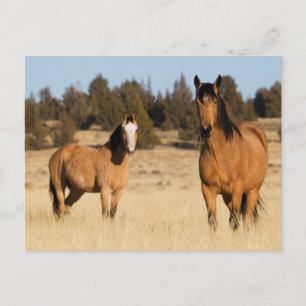 Wilde Pferde, Steens Mountains Postkarte