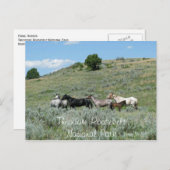 Wilde Pferde, Theodore Roosevelt NP, North Dakota Postkarte (Vorne/Hinten)